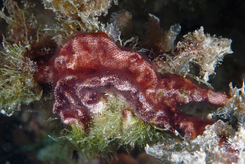 Turbicellepora avicularis